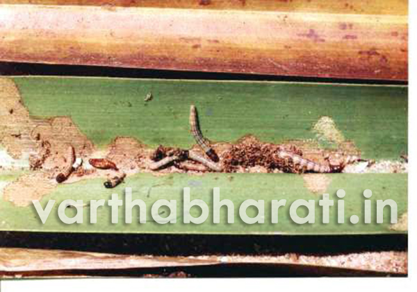 ತೆಂಗಿನ ಎಲೆ ತಿನ್ನುವ ಹುಳರೋಗ ನಿಯಂತ್ರಣ ಕ್ರಮ